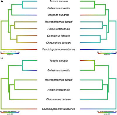 A Multi-Species Comparison and Evolutionary Perspectives on Ion Regulation in the Antennal Gland of Brachyurans